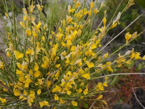 Ash-grey broom