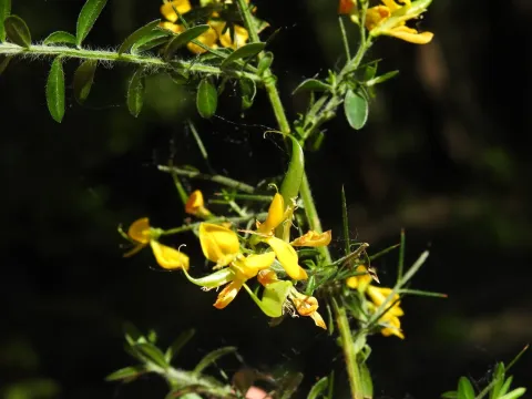 Genista falcata