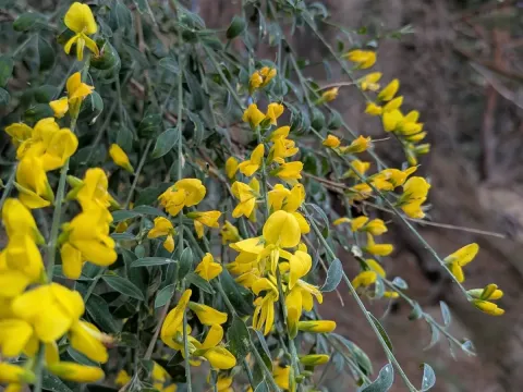 Дрік флоридський