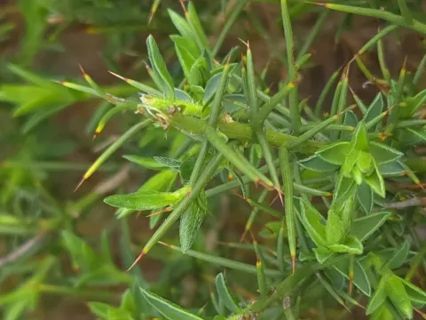 Hairy greenweed