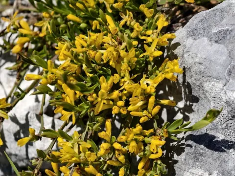 Genista januensis