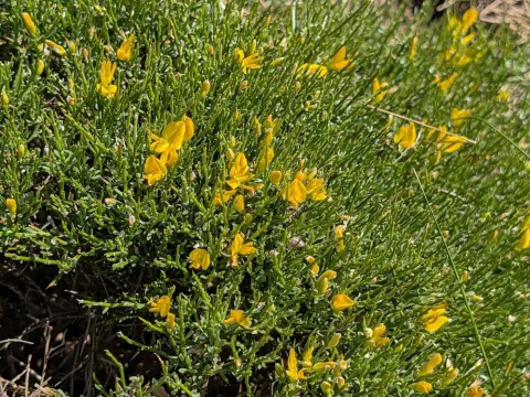 Genista lobelii
