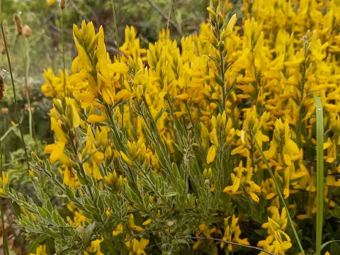 Genista ovata
