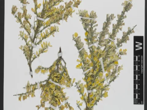 Genista versicolor