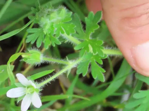 Geranium albicans