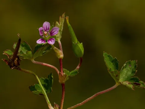 Arabian Geranium