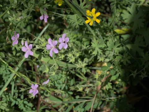 Asphodel-leaved cranesbill