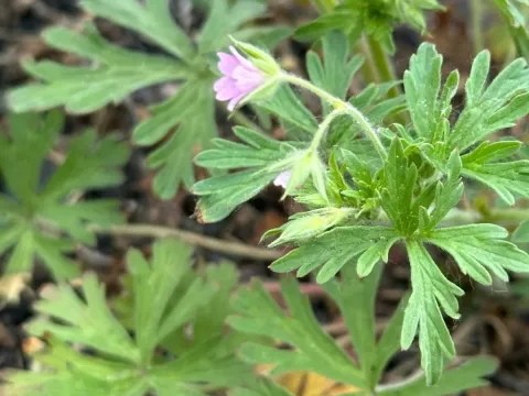 Bicknell's crane's-bill