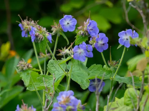 Geranium platyanthum