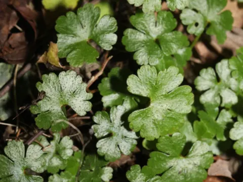 Shining cranesbill