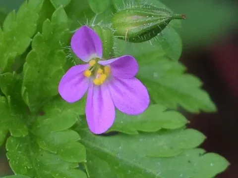 Purple crane's-bill