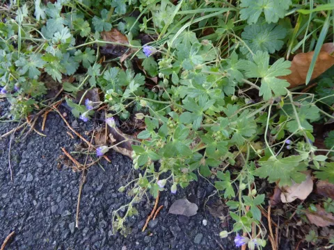 Hedgerow cranesbill