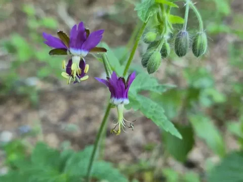 Reflexed cranesbill