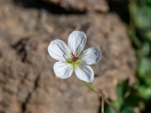 Richardson's geranium