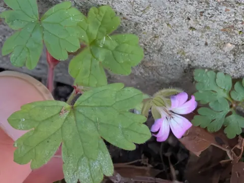Round-leaved cranesbill