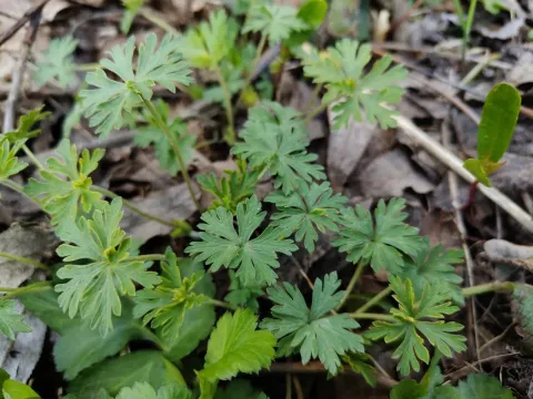 Siberian geranium