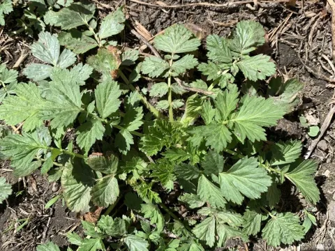 Aleppo avens