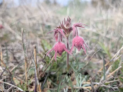 Prairie smoke