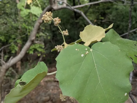 Givotia