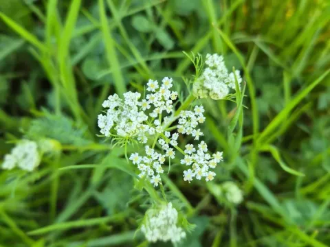 Caraway