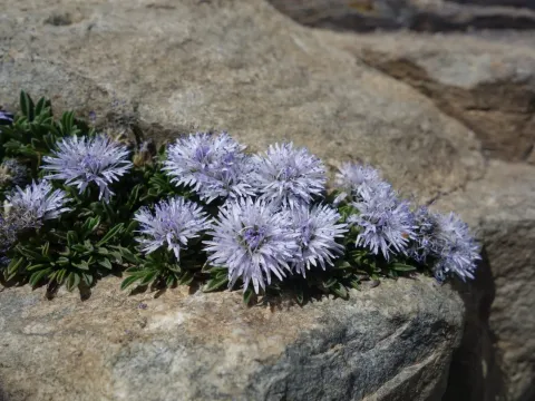 Globularia repens