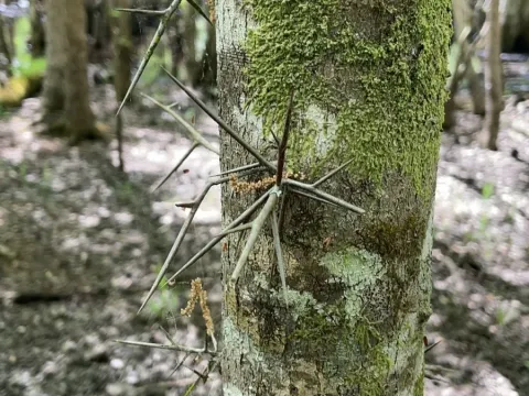Water locust