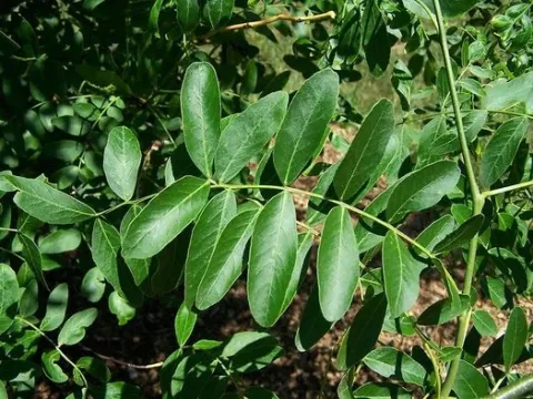 Caspian locust
