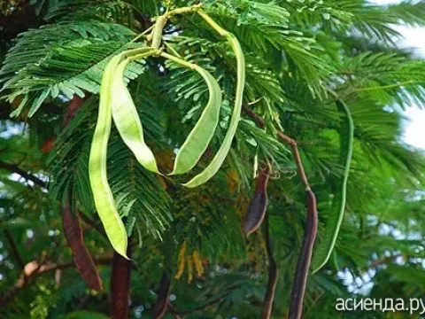 Gleditsia delavayi
