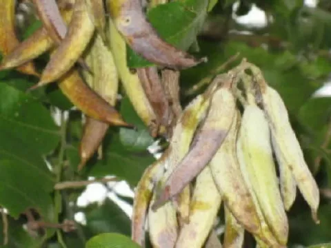 Chinese honeylocust
