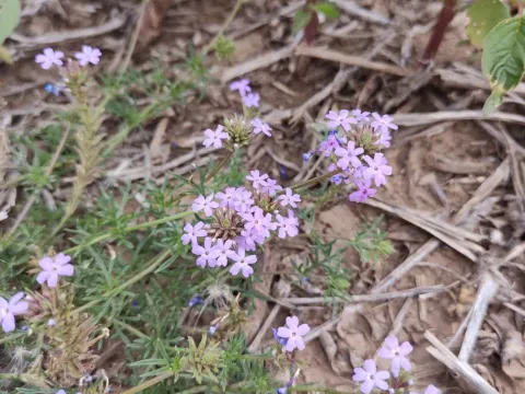 Verbena dissecta
