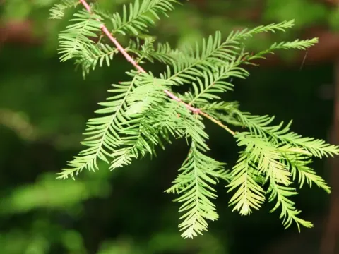 Glyptostrobus