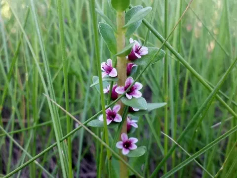 Млечник приморський