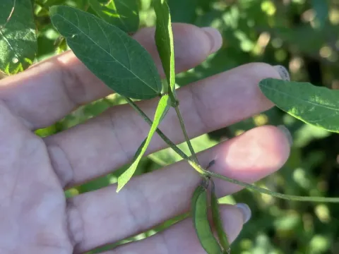 Wild soybean