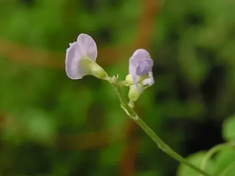 Tomentose glycine