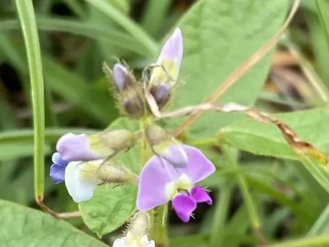 Glycine tomentella