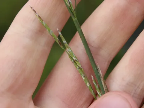 Procumbent sweetgrass