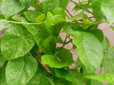 Gongronema