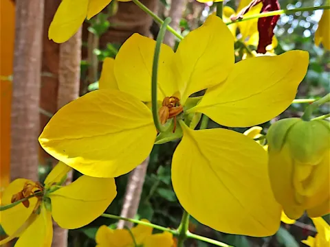 Cassia