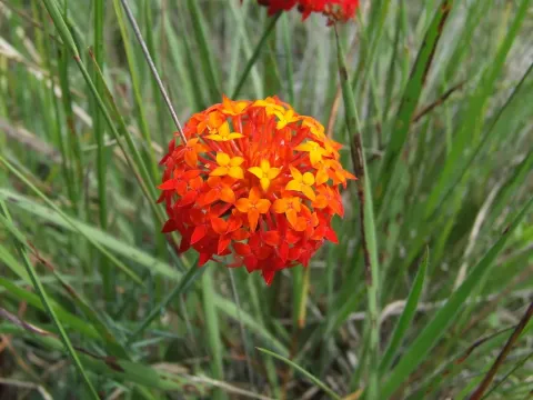 Gnidia