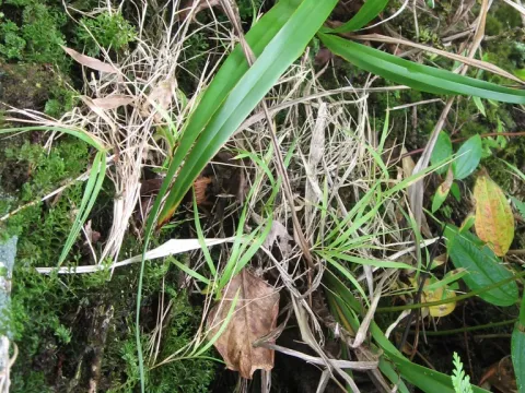 Garnotia