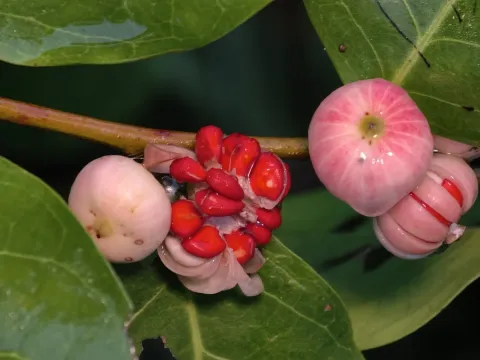 Phyllanthus littoralis