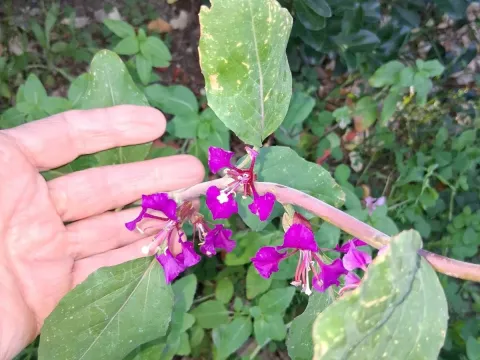 Godetia
