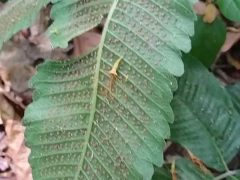 Goniopteris