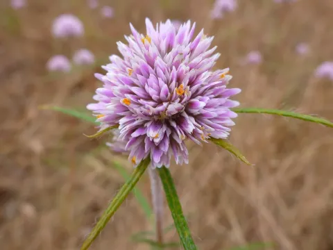 Gomphrena canescens