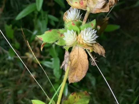 Gomphrena filaginoides