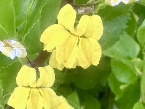 Goodenia