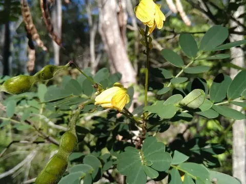 Senna gaudichaudii