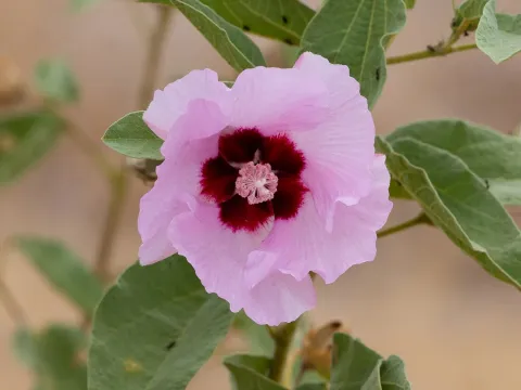 Gossypium australe