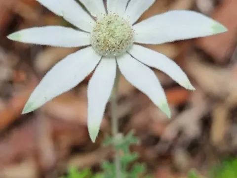Actinotus