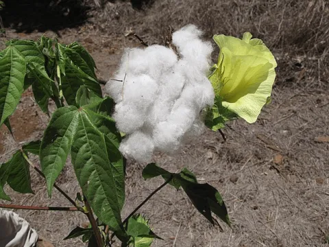 Cape Verde Cotton